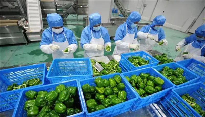 凈菜生產(chǎn)線與葉菜加工流水線都是預制菜規(guī)模生產(chǎn)的趨勢